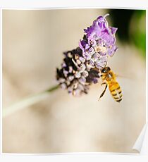 lavender Poster