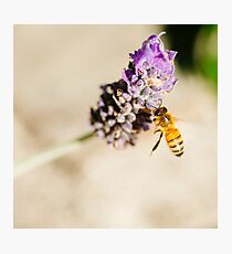 lavender Photographic Print