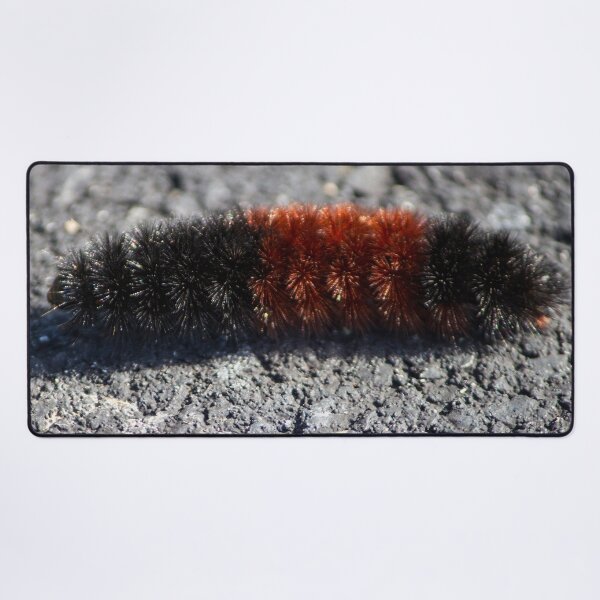 Item preview, Banded Woolly Bear Caterpillar designed and sold by Susie Kramer.