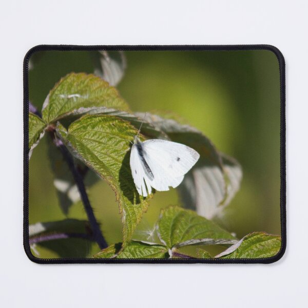 Item preview, Cabbage White Butterfly 2 designed and sold by Susie Kramer.
