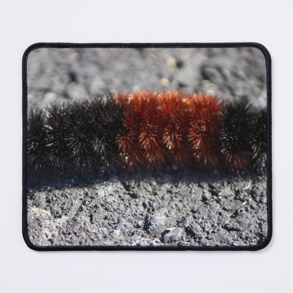 Item preview, Banded Woolly Bear Caterpillar designed and sold by Susie Kramer.