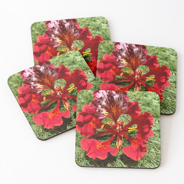 Item preview, Flamboyant  designed and sold by TereArzola.