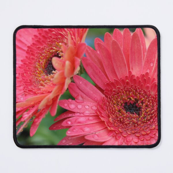 Item preview, Pink Gerber Daisy with Rain Drops designed and sold by Susie Kramer.