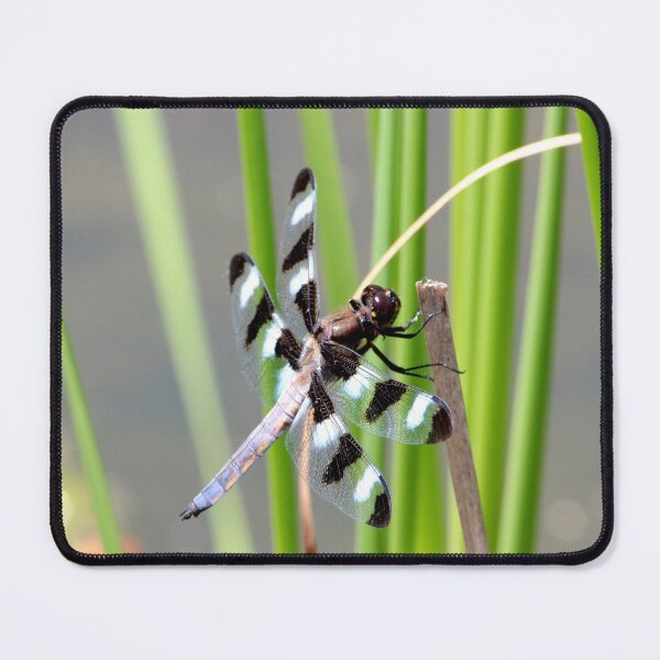 Item preview, Dragon Fly 2 designed and sold by Susie Kramer.