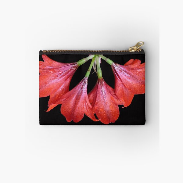 Item preview, Hippeastrum 'Russian Halo'  designed and sold by Magee.