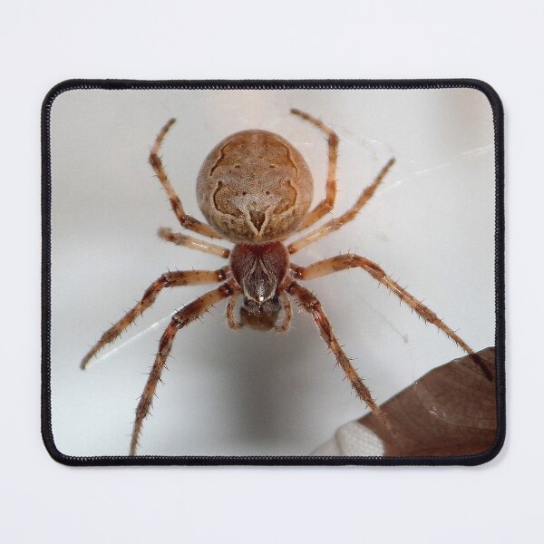 Item preview, Spider on my Garage designed and sold by Susie Kramer.
