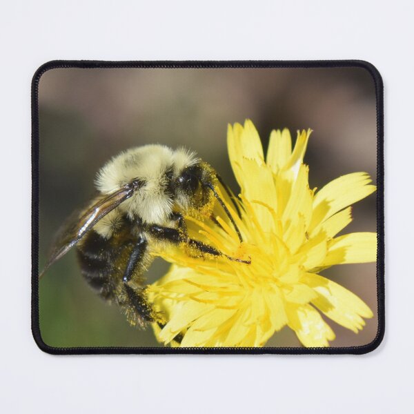 Item preview, pollinator at work designed and sold by Tonia Delozier's Photography .