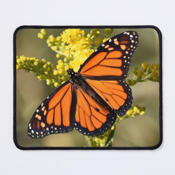 Item preview, Monarch Butterfly 100320 designed and sold by Tonia Delozier's Photography .