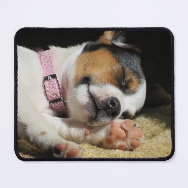 Item preview, Cuteness Overload designed and sold by Tonia Delozier's Photography .