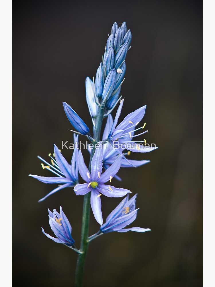 Camas Lily by KathleenBowman