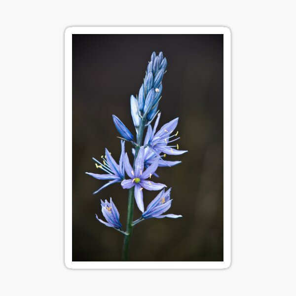 Camas Lily Sticker