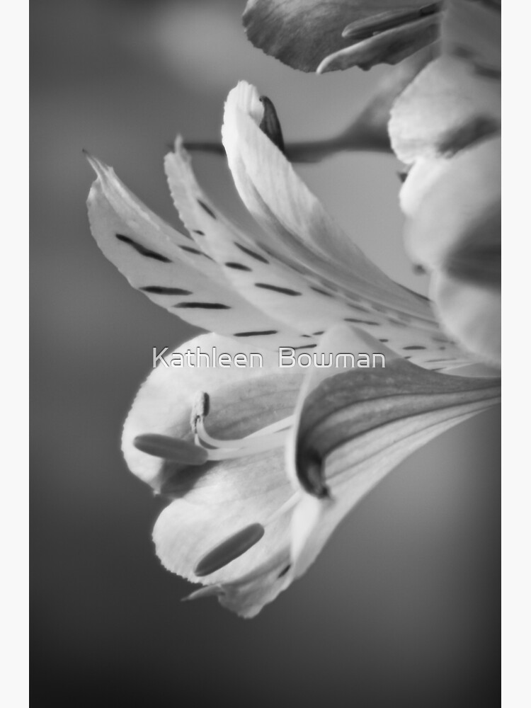 Peruvian lily by KathleenBowman