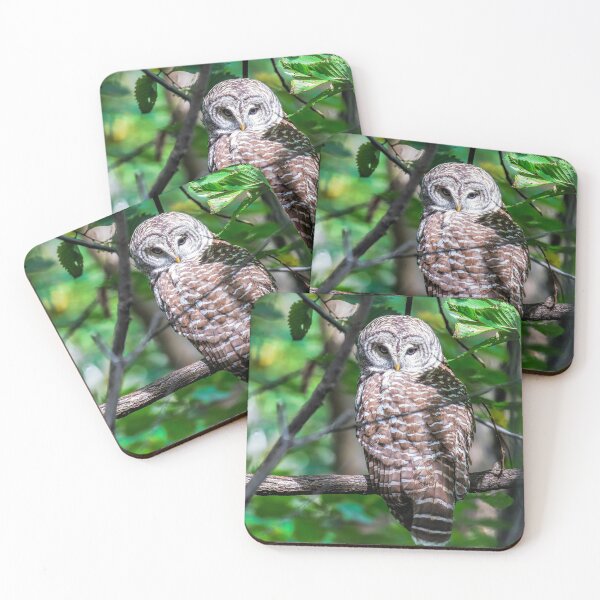 Item preview, Barred Owl of Central Park designed and sold by SophieZylaPhoto.