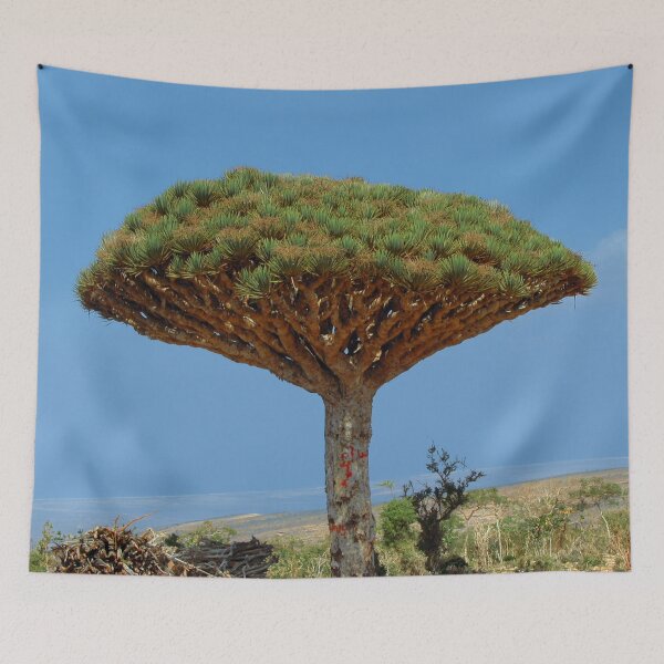 Item preview, Exotic Dragon's Blood Tree  Dracaena Socotra Island, Yemen designed and sold by worldways.
