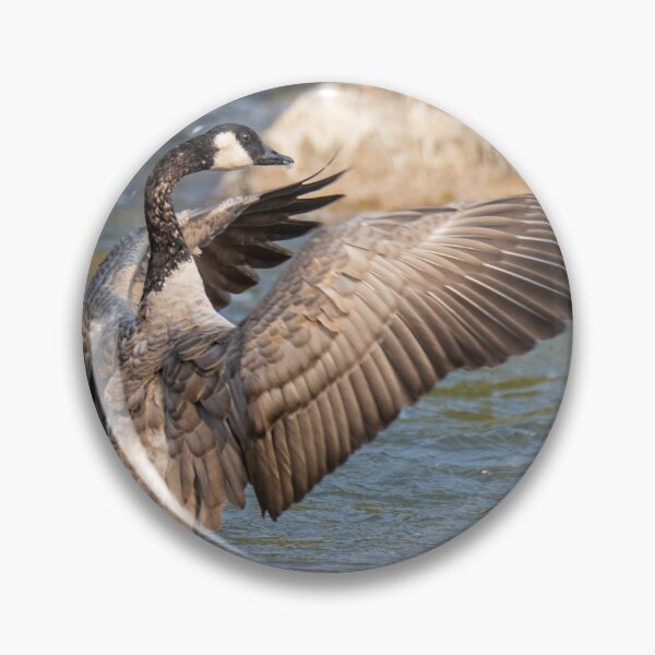 Item preview, Canada Goose With Wings Spread designed and sold by FreelanceJim.