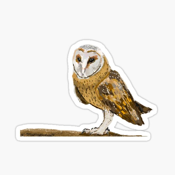 Barn Owl sticker Sticker