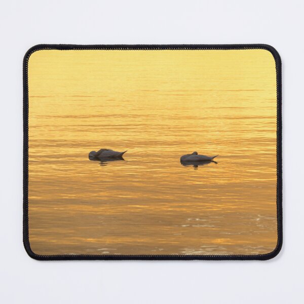 Item preview, Sleeping on Bold Gold Silk - a Swan Pair Floating on Lustrous Sunlit Water designed and sold by Georgia Mizuleva.