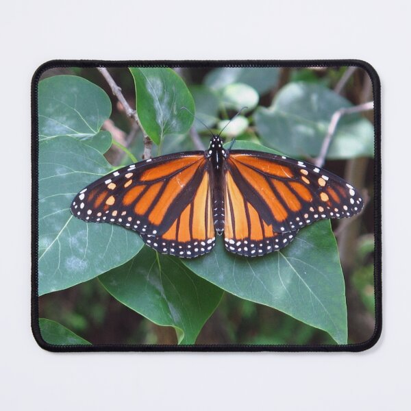 Item preview, Resting Monarch designed and sold by MarianBendeth.