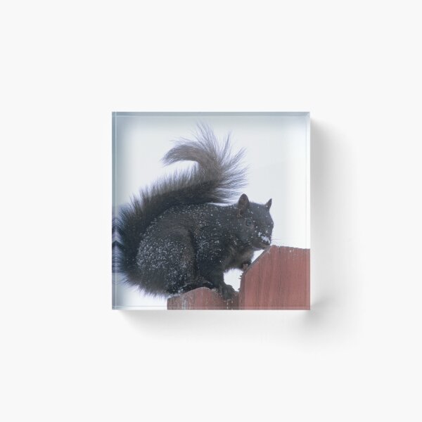 Item preview, Snowy Black Squirrel  designed and sold by Bill Spengler's Photographic Thoughts.