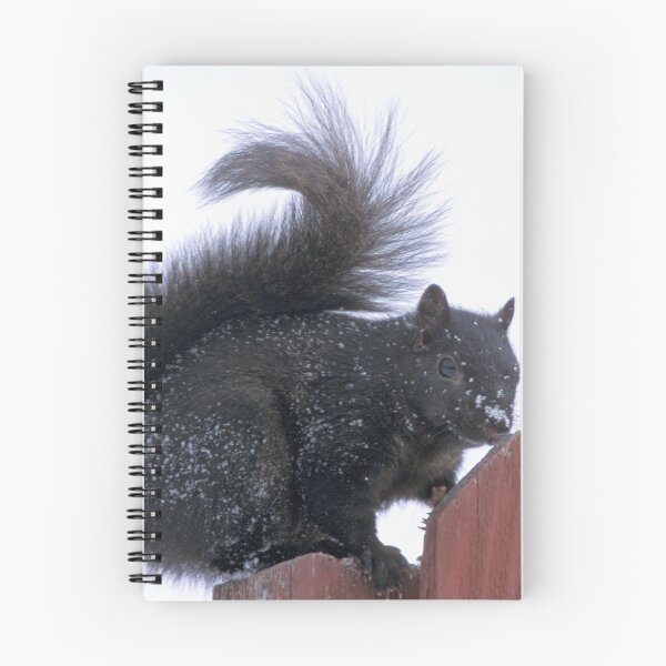 Item preview, Snowy Black Squirrel  designed and sold by Bill Spengler's Photographic Thoughts.