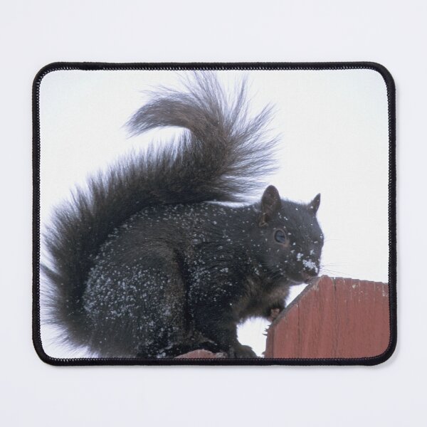Item preview, Snowy Black Squirrel designed and sold by Bill Spengler's Photographic Thoughts.