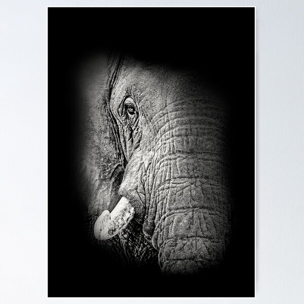 Item preview, African Elephant Close-up designed and sold by Scotch Macaskill.