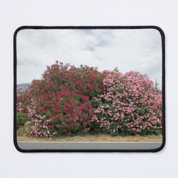 Item preview, 2018 Bougainvillea sulla Strada Aurelia designed and sold by robertoferrero.