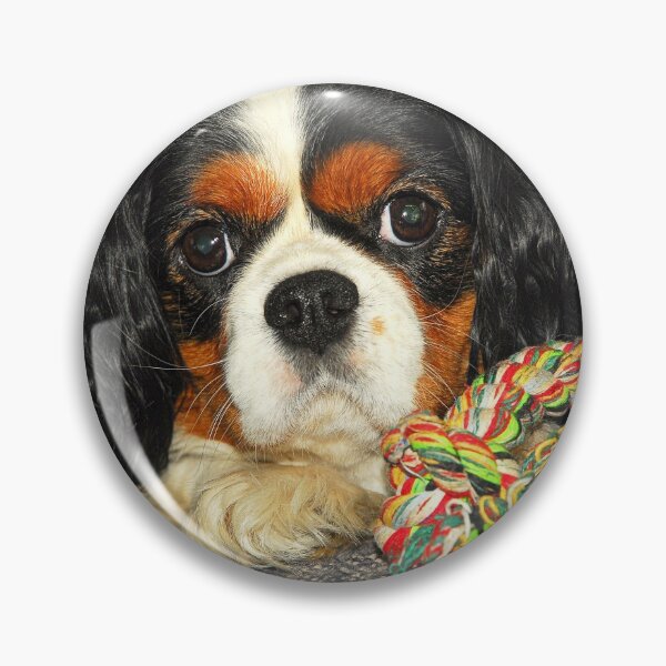 Item preview, Cavalier King Charles Spaniel at Rest designed and sold by Billlee.
