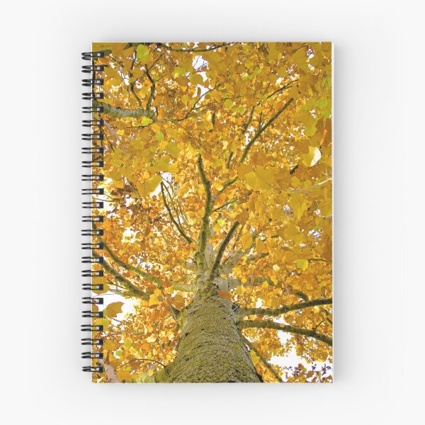 Item preview, Looking up at Autumn designed and sold by John Thurgood.