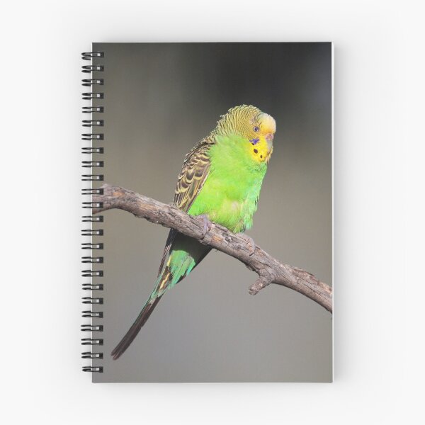Item preview, Lonely Budgerigar  designed and sold by Seesee.