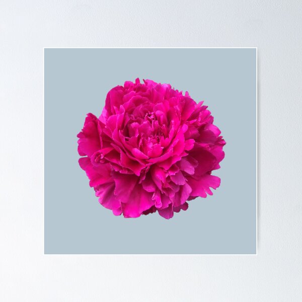 Item preview, Hot Pink Peony Close-up Photo designed and sold by InalterataArt.