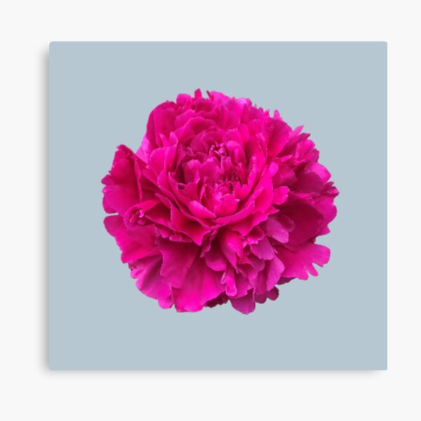 Item preview, Hot Pink Peony Close-up Photo designed and sold by InalterataArt.