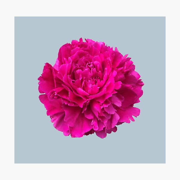 Item preview, Hot Pink Peony Close-up Photo designed and sold by InalterataArt.