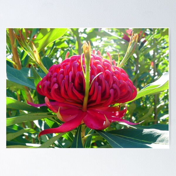 Item preview, The Blooming Waratah Flower designed and sold by cryptomilitant.