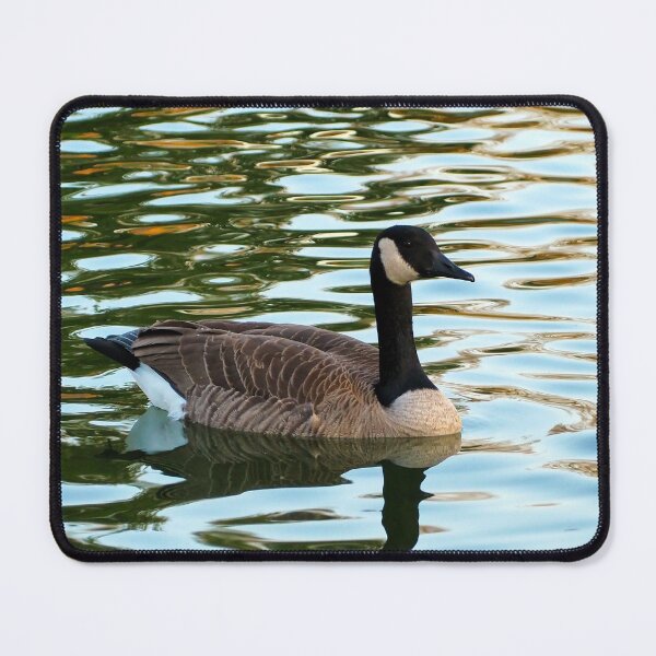 Item preview, Canada Goose Swimming - Wild Canada Goose Bird designed and sold by BackyardBirder.