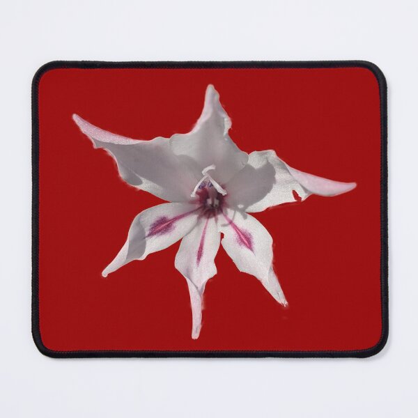Item preview, Gladioli Blushing Bride designed and sold by PLANTONE.