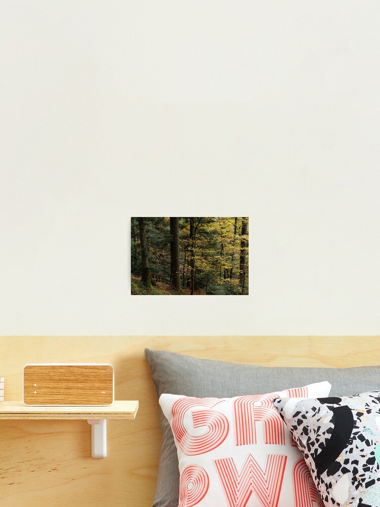 Thumbnail 2 of 3, Photographic Print, Soft light in the autumn forest designed and sold by patmo.