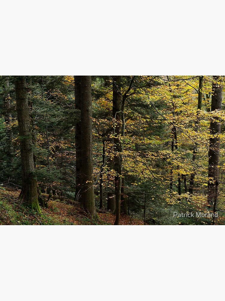 Thumbnail 3 of 3, Photographic Print, Soft light in the autumn forest designed and sold by patmo.