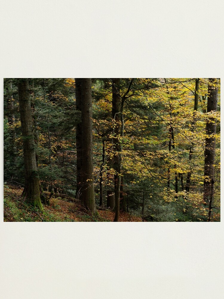 Thumbnail 1 of 3, Photographic Print, Soft light in the autumn forest designed and sold by patmo.