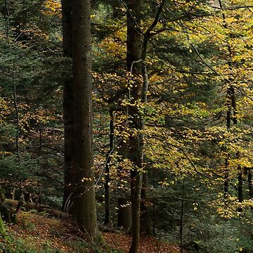 Artwork thumbnail, Soft light in the autumn forest by Patrick Morand