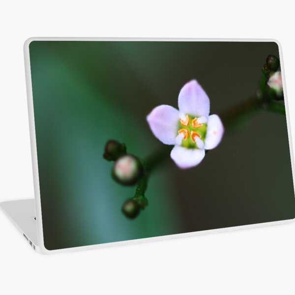 Zieria smithii Laptop Skin
