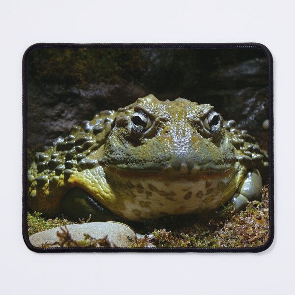 Item preview, African bullfrog designed and sold by rootedrender.