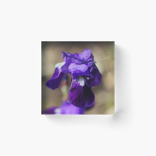 Item preview, Purple Bearded Iris  designed and sold by Joy Watson - Natural Light Photography .
