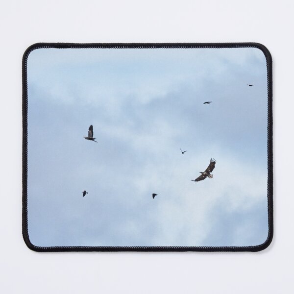 Item preview, Reluctant lunch. White-tailed sea-eagle hunting grey heron while jackdaws are disturbing the action designed and sold by Jouko Lehto Photography.