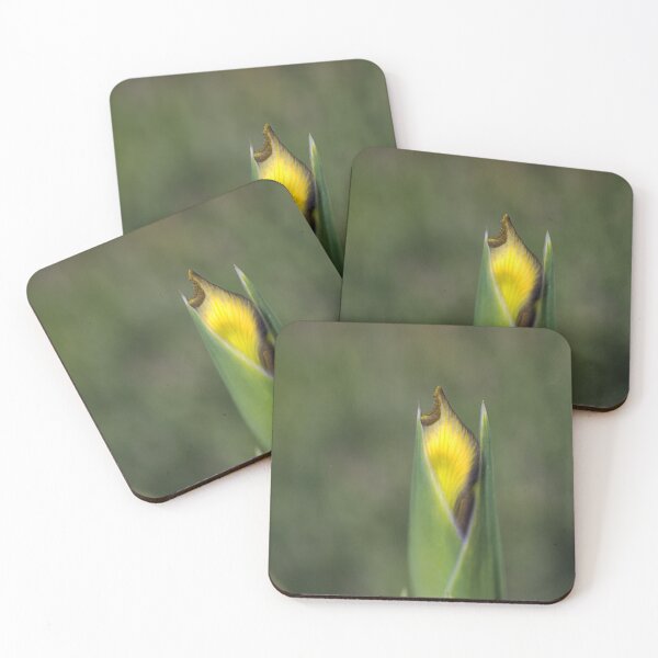 Item preview, Iris Bud Yellow With Purple designed and sold by Joy Watson - Natural Light Photography .