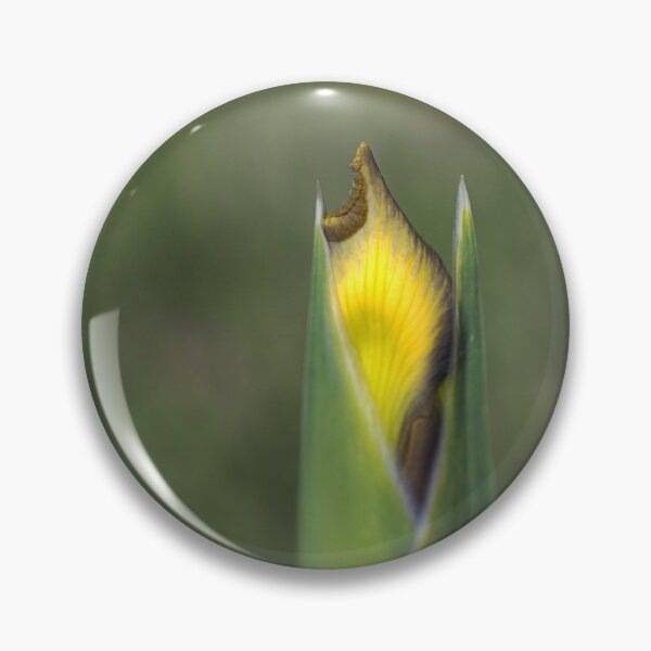 Item preview, Iris Bud Yellow With Purple designed and sold by Joy Watson - Natural Light Photography .