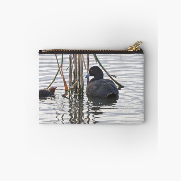 Aperçu de l'œuvre Eurasian Coot and Chick créée et vendue par Chris Cobern.