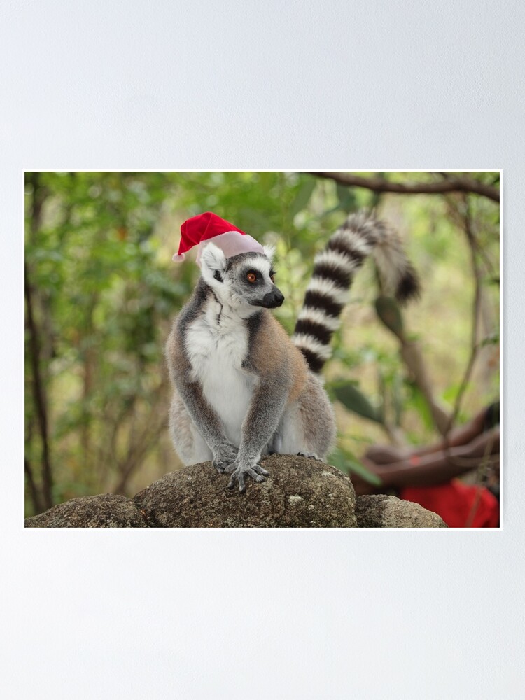 Konig Julien Catta Lemur An Weihnachten Poster Von Kittykat23uk Redbubble