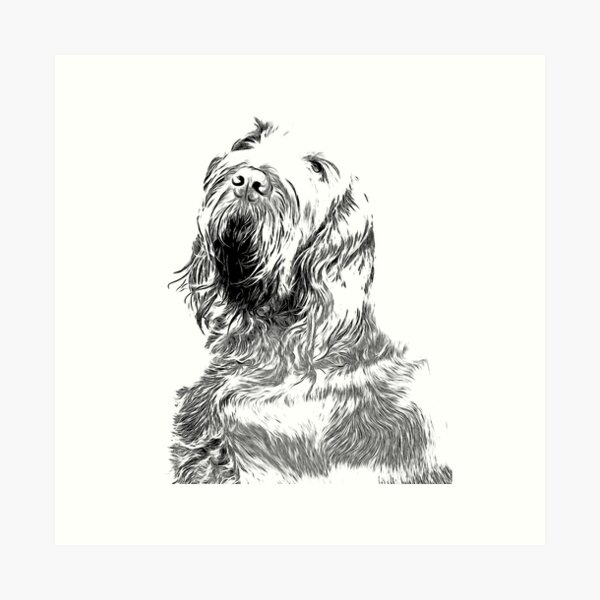 Orange Spinone Portrait Art Print