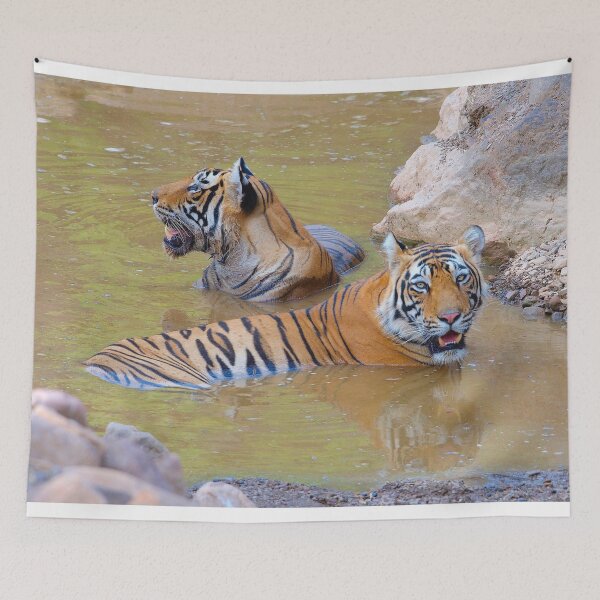 Item preview, Tigers bathing in the sun designed and sold by WabiSabi-Photos.
